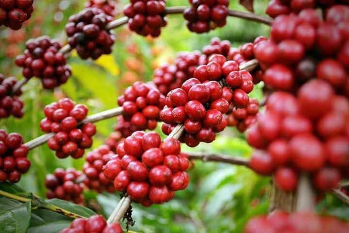 Why Coorg Produces India's Finest Coffee