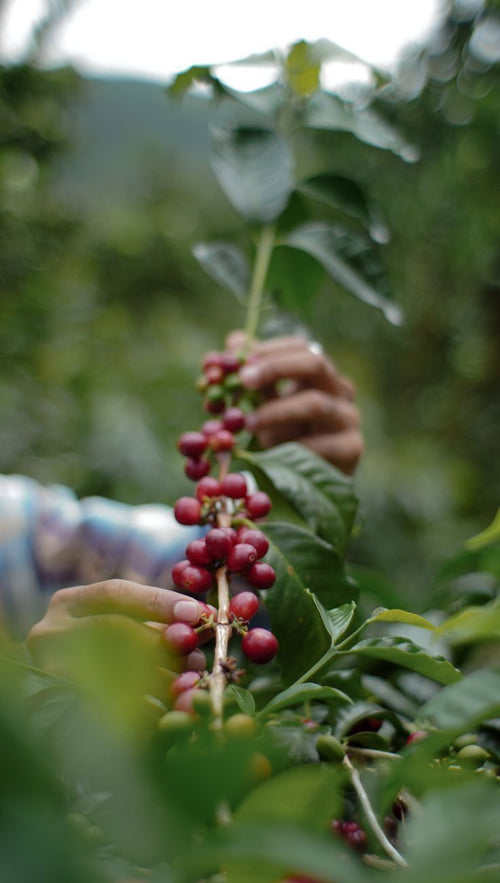 Rest & Roast Estate Reserve – Single Origin Arabica
